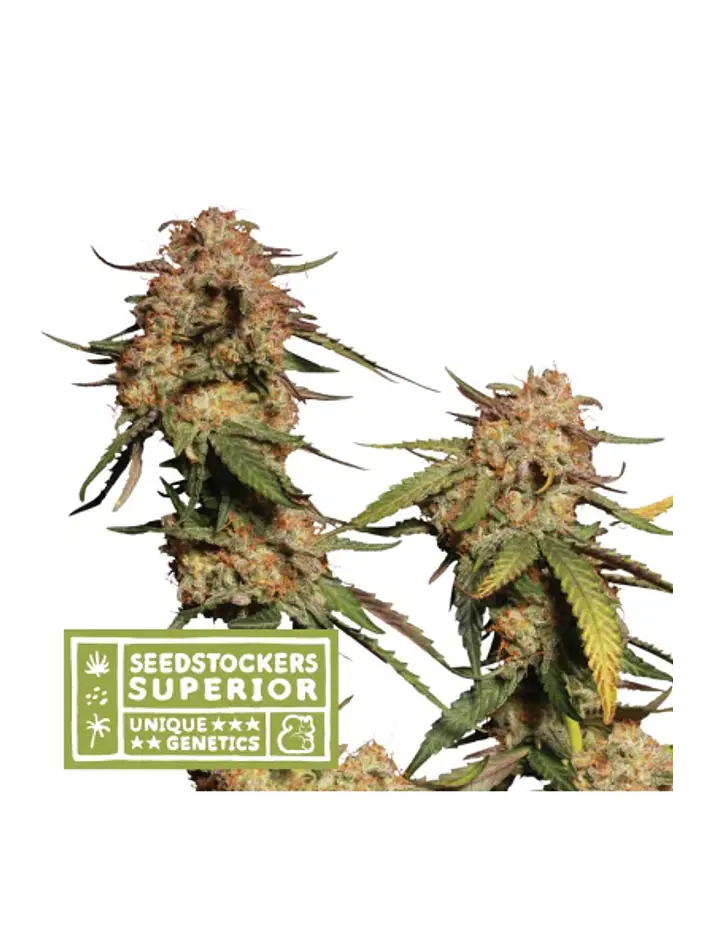 Moby Dick Regular X3-Seedstockers 1