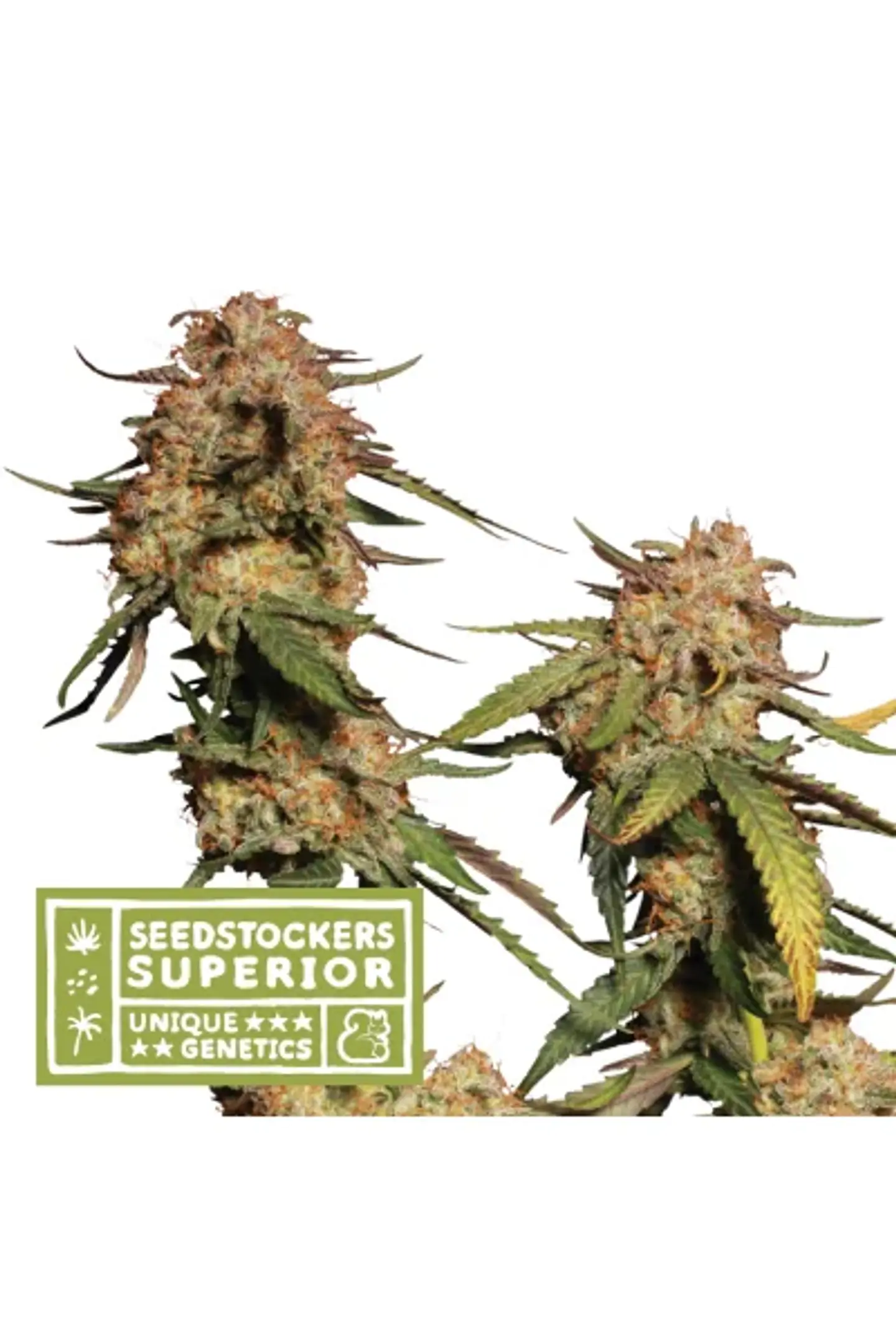 Moby Dick Regular X3-Seedstockers 1