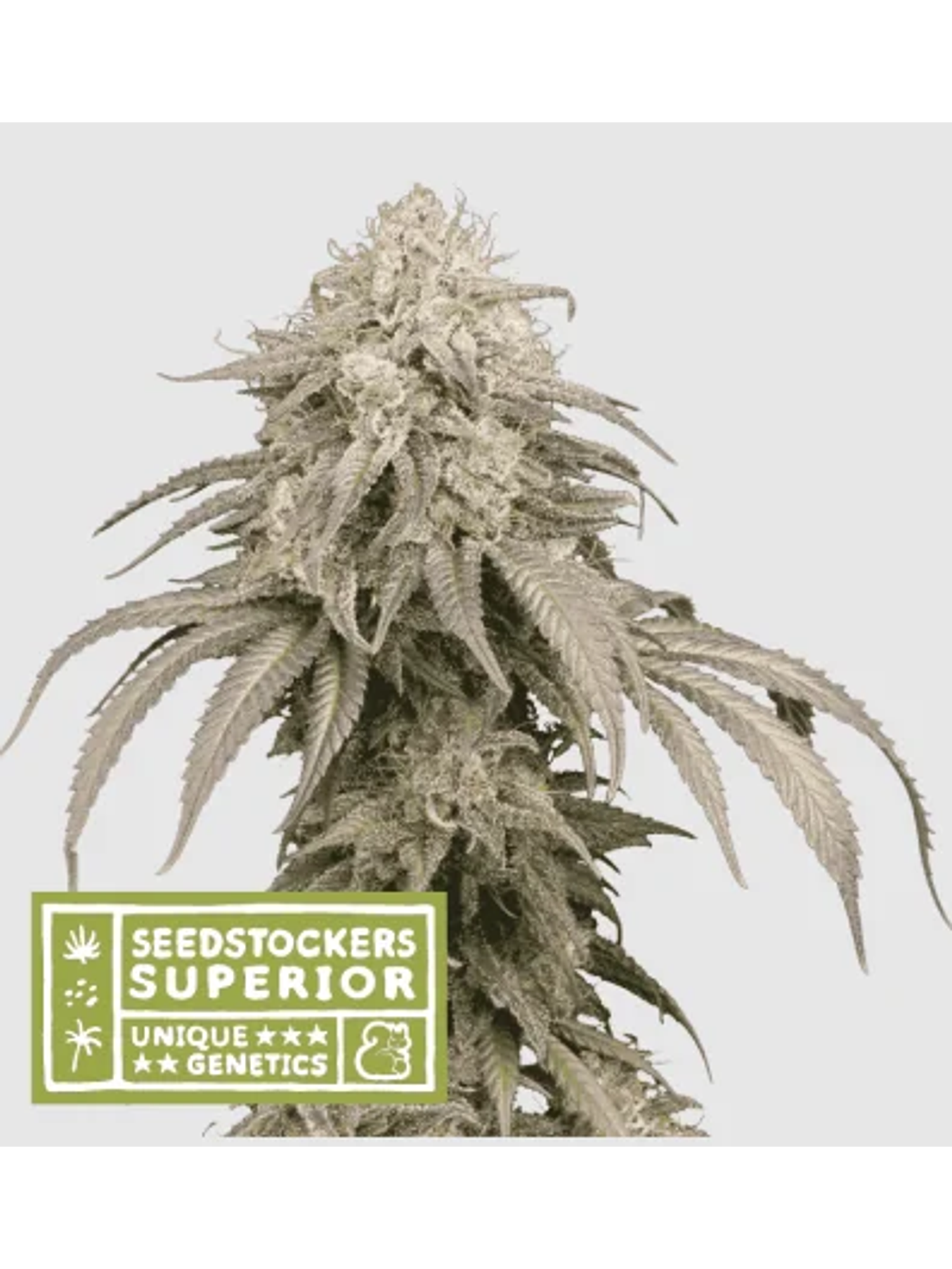 Mandarine Panties Auto X3-Seedstockers 1