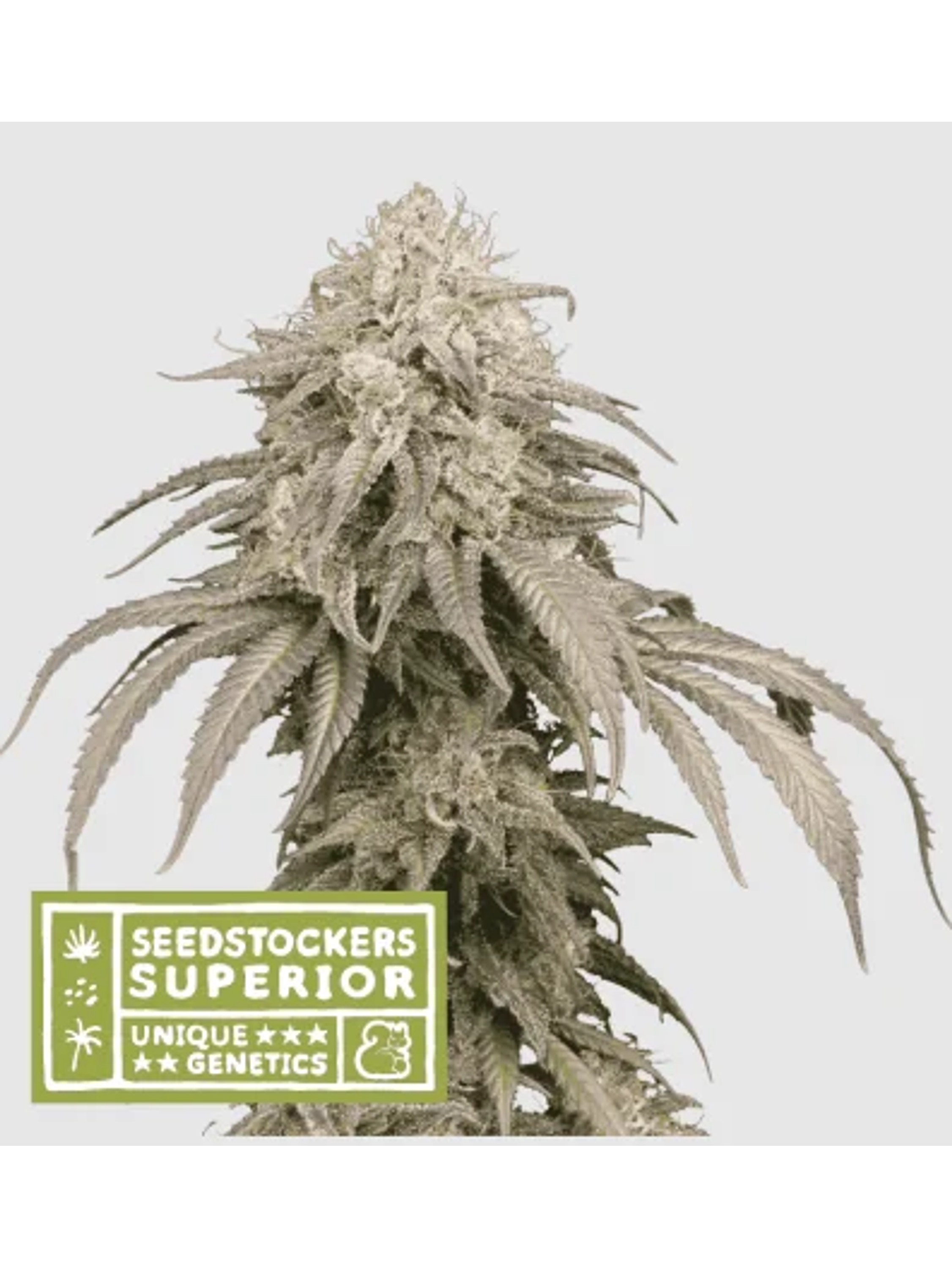 Mandarine Panties Auto X3-Seedstockers 1