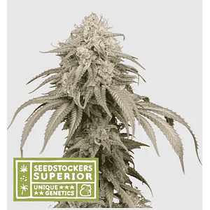 Mandarine Panties Auto X3-Seedstockers