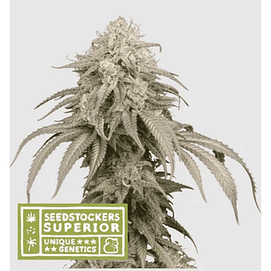 MANDARINE PANTIES AUTO X3-SEEDSTOCKERS