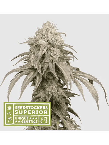 MANDARINE PANTIES AUTO X3-SEEDSTOCKERS 1