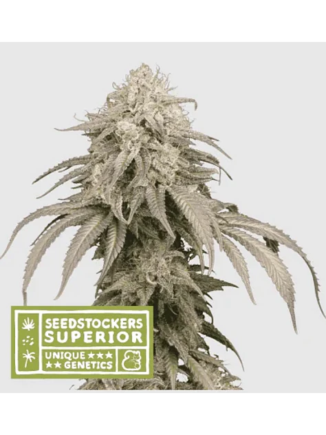 Mandarine Panties Auto X3-Seedstockers 1