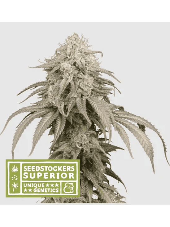 MANDARINE PANTIES AUTO X3-SEEDSTOCKERS 1