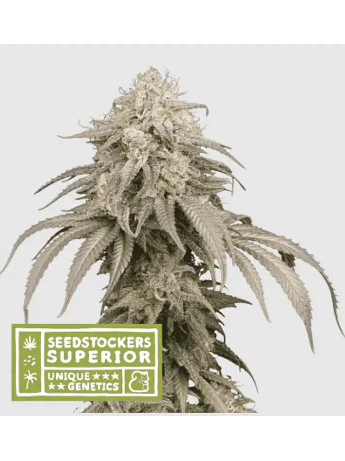 Mandarine Panties Auto X3-Seedstockers 1