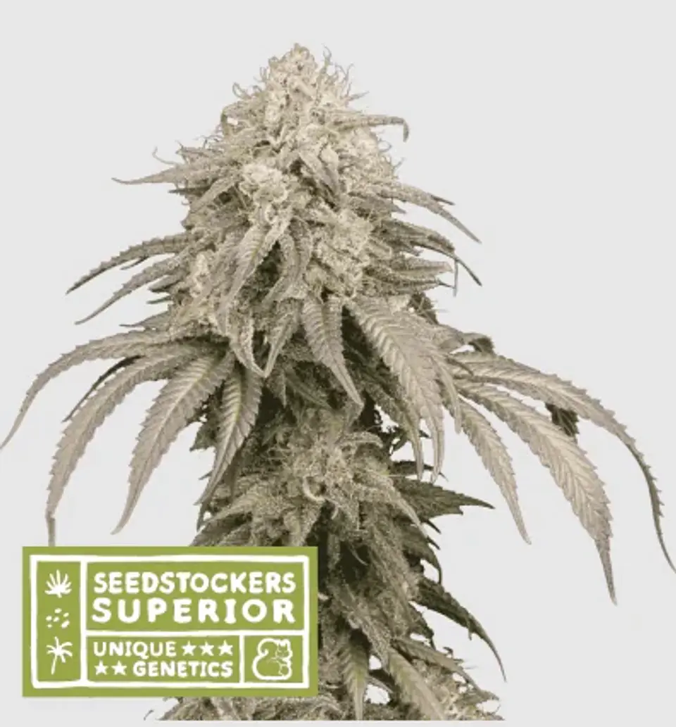 Mandarine Panties Auto X3-Seedstockers 1
