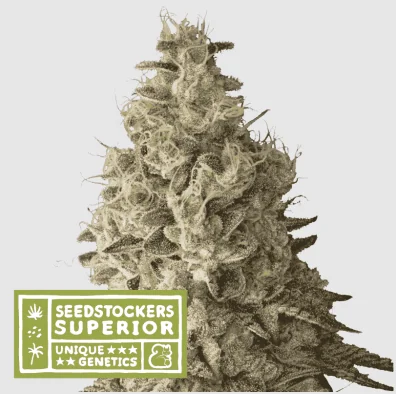 Mack & Crack Fem X3 Sup-Seedstockers 1