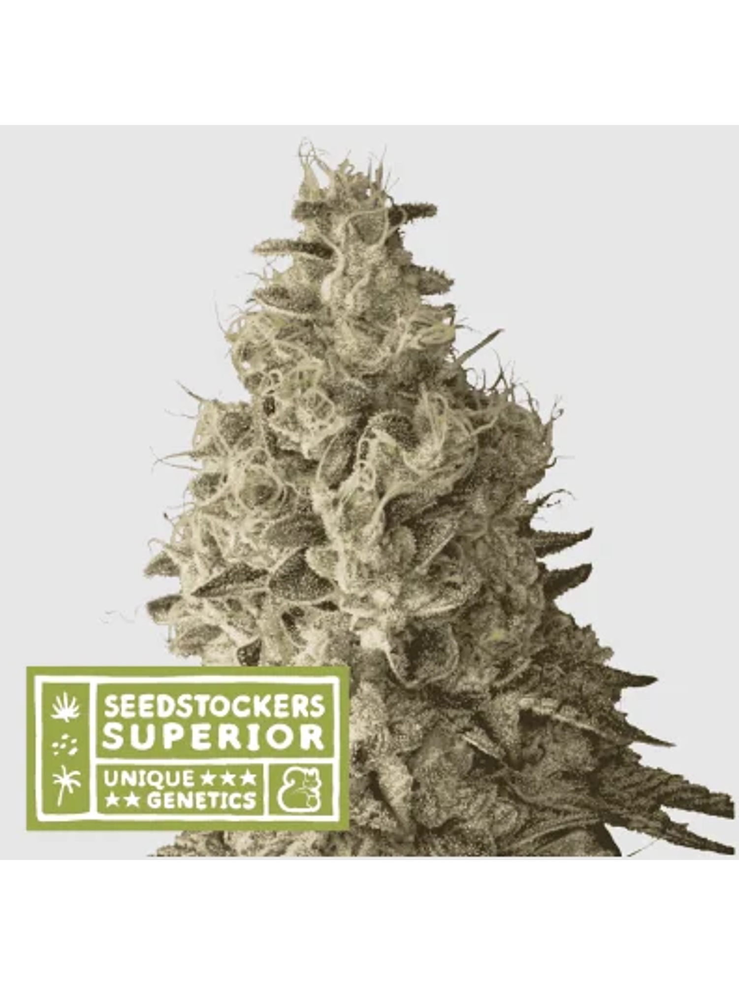Mack & Crack Fem X3 Sup-Seedstockers 1