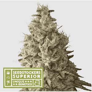 Mack & Crack Fem X3 Sup-Seedstockers