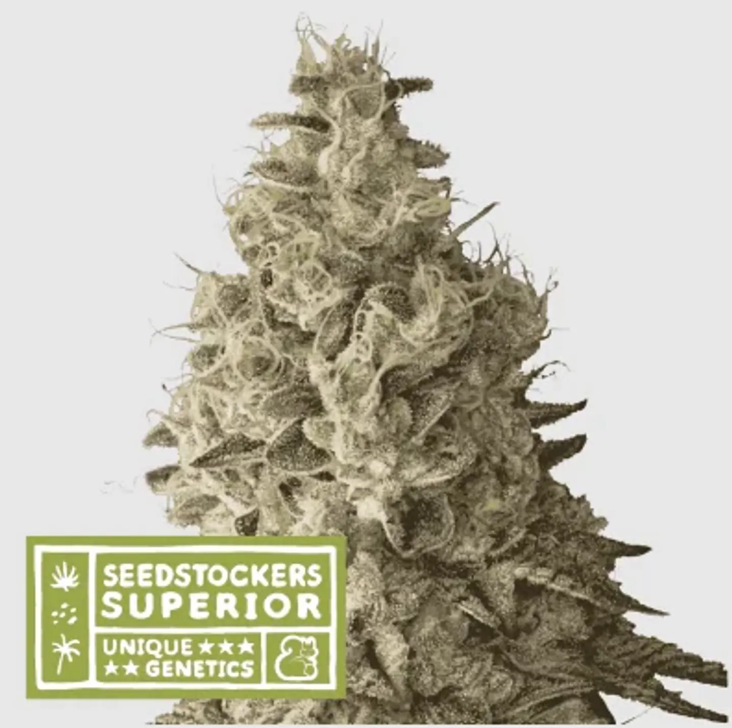 Mack & Crack Fem X3 Sup-Seedstockers 1