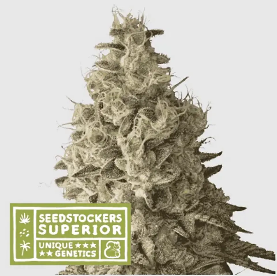 Mack & Crack Fem X3 Sup-Seedstockers 1