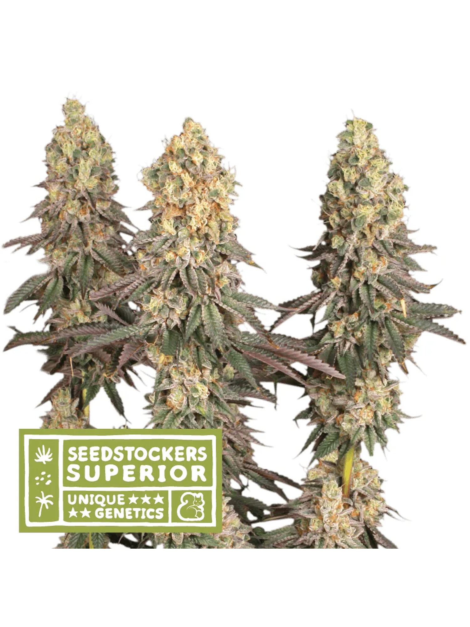 Mack & Crack Regular X3 Sup-Seedstockers 1