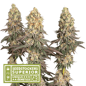Mack & Crack Regular X3 Sup-Seedstockers