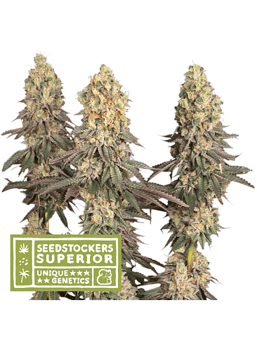 MACK & CRACK REGULAR X3 SUP-SEEDSTOCKERS 1