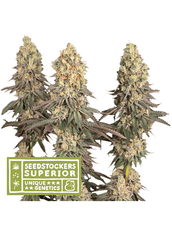 MACK & CRACK REGULAR X3 SUP-SEEDSTOCKERS 1
