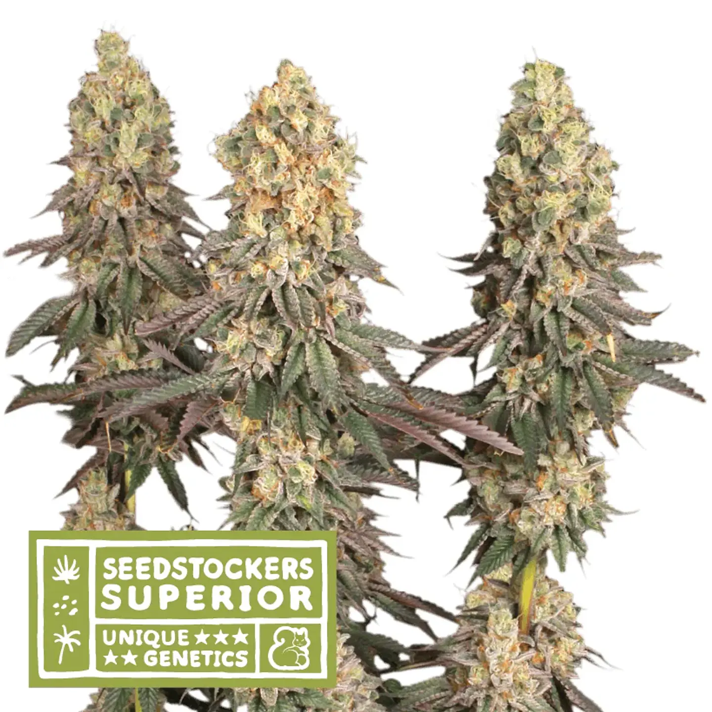 Mack & Crack Regular X3 Sup-Seedstockers 1