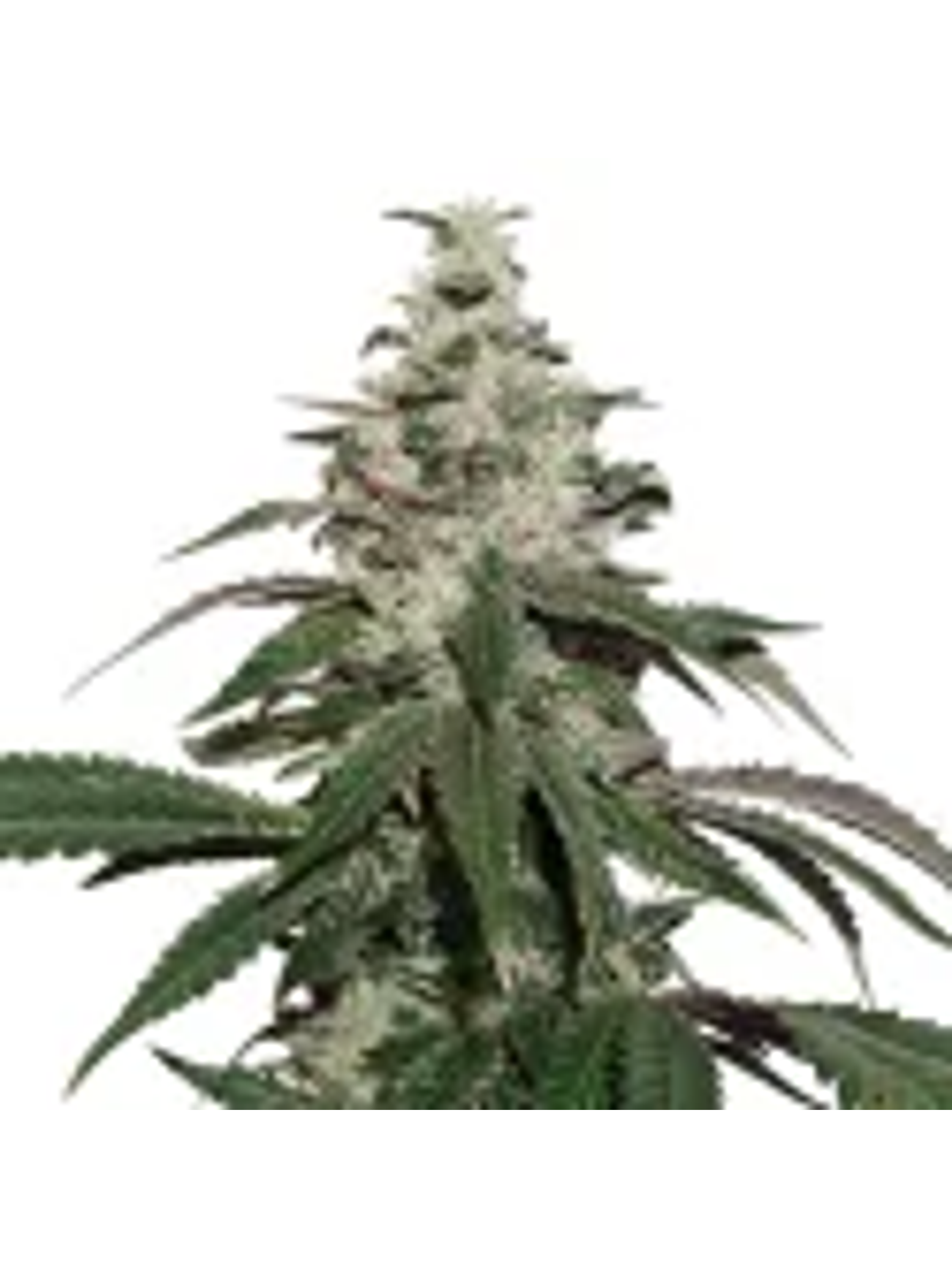 Nicole Cream  Auto X3-Seedstockers 1