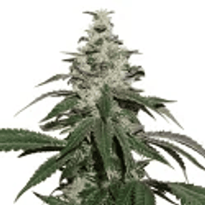Nicole Cream  Auto X3-Seedstockers