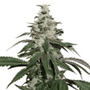 NICOLE CREAM  AUTO X3-SEEDSTOCKERS