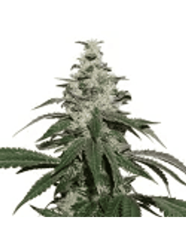 NICOLE CREAM  AUTO X3-SEEDSTOCKERS 1