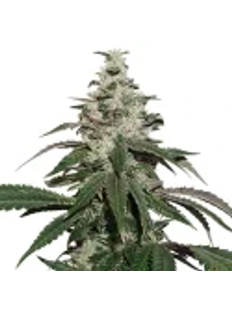 Nicole Cream  Auto X3-Seedstockers 1