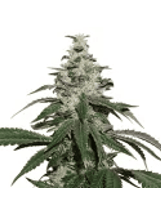 NICOLE CREAM  AUTO X3-SEEDSTOCKERS 1