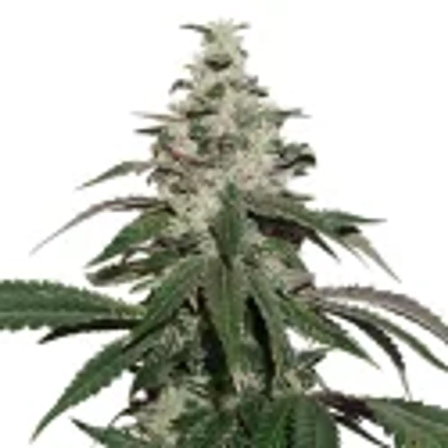 Nicole Cream  Auto X3-Seedstockers 1