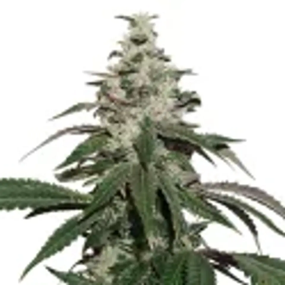 Nicole Cream  Auto X3-Seedstockers 1