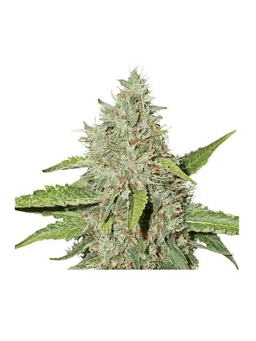 NORTHERN LIGHTS AUTO X3-SEEDSTOCKERS 1