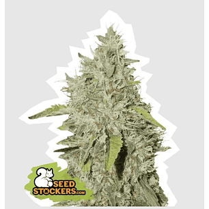 NORTHERN LIGHTS AUTO X100-SEEDSTOCKERS