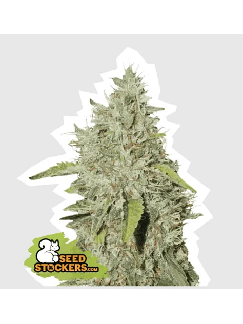 Northern Lights Auto -Seedstockers (X100/X3) 1