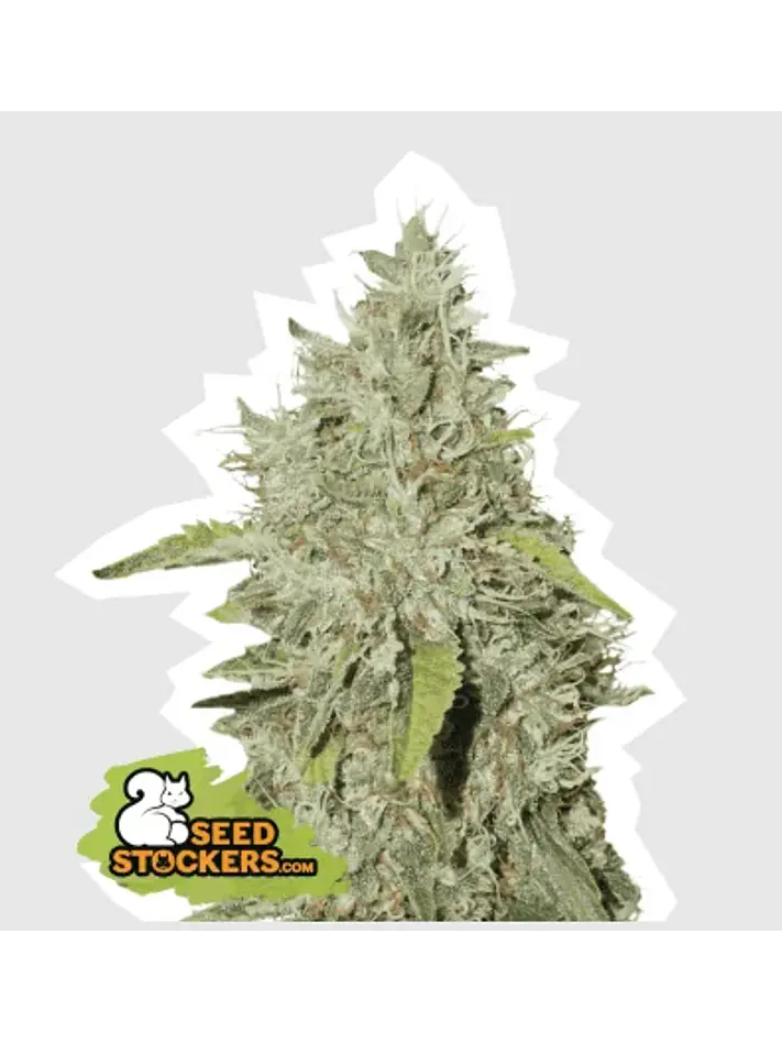 Northern Lights Auto -Seedstockers (X100/X3) 1