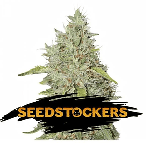 Northern Lights Fem X3-Seedstockers