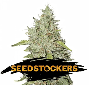 NORTHERN LIGHTS FEM X3-SEEDSTOCKERS