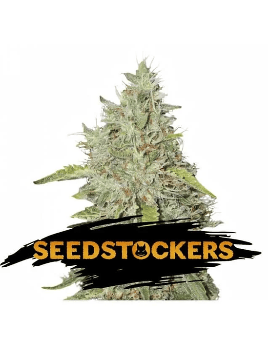 NORTHERN LIGHTS FEM X3-SEEDSTOCKERS 1