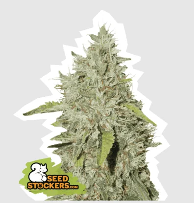 Northern Lights Fem -Seedstockers (X100/X3) 1