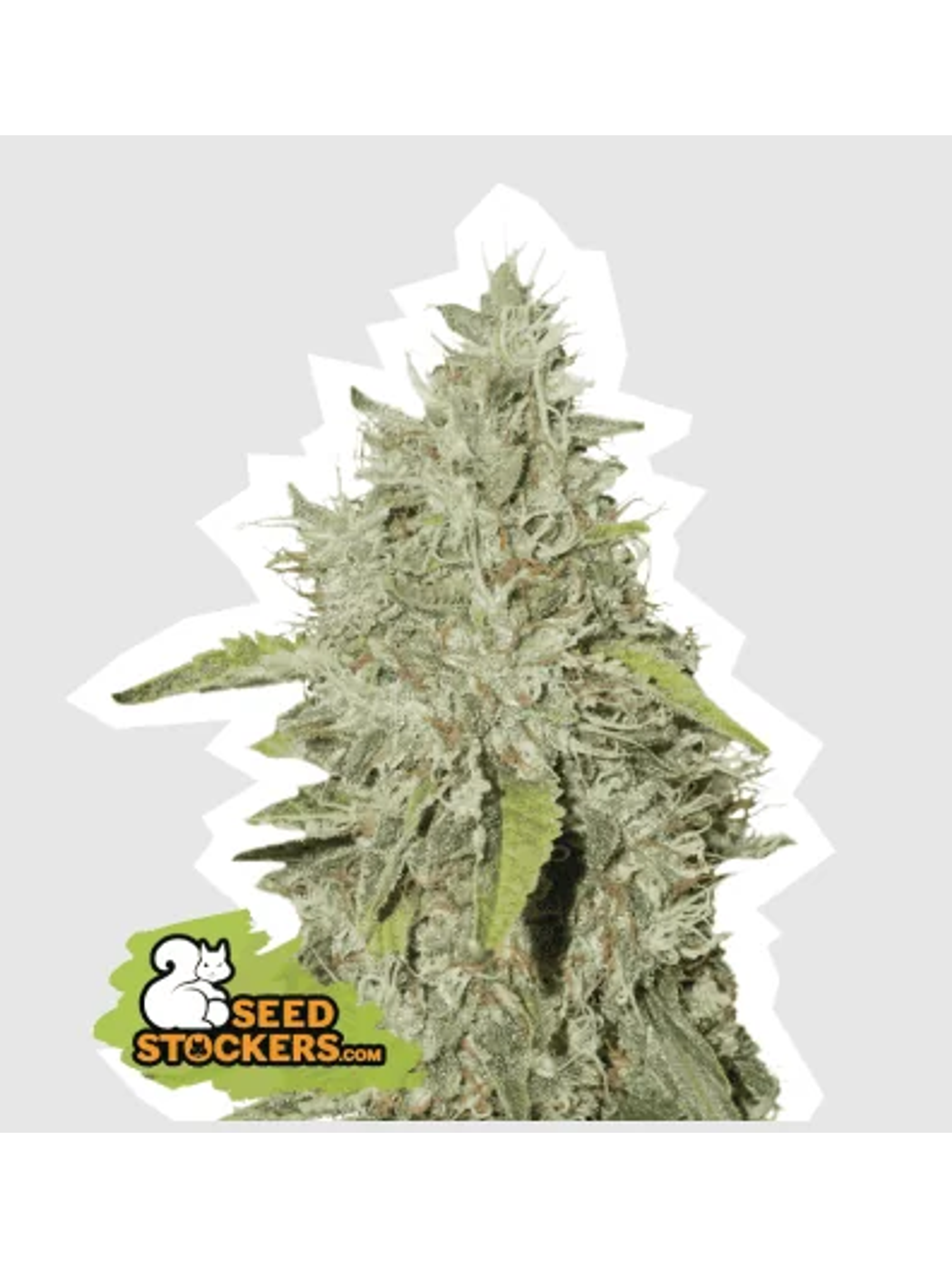 Northern Lights Fem -Seedstockers (X100/X3) 1