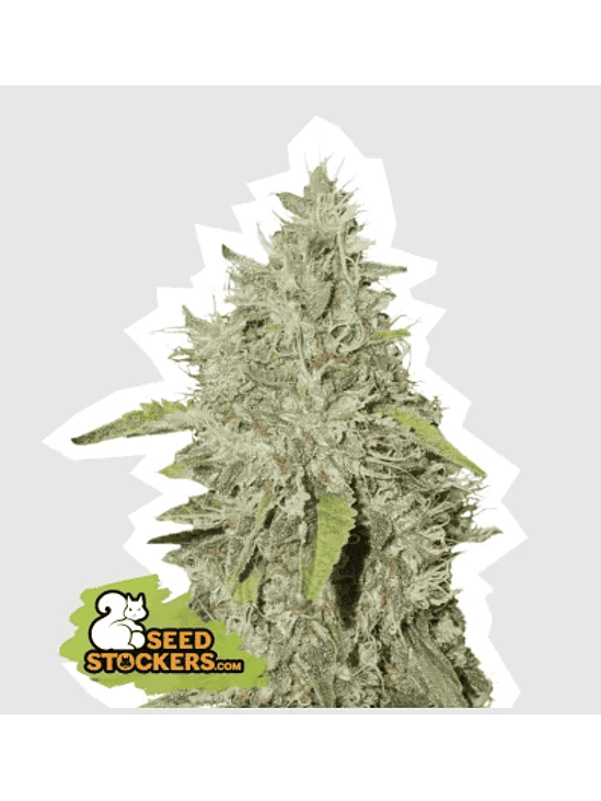 NORTHERN LIGHTS FEM X100-SEEDSTOCKERS 1