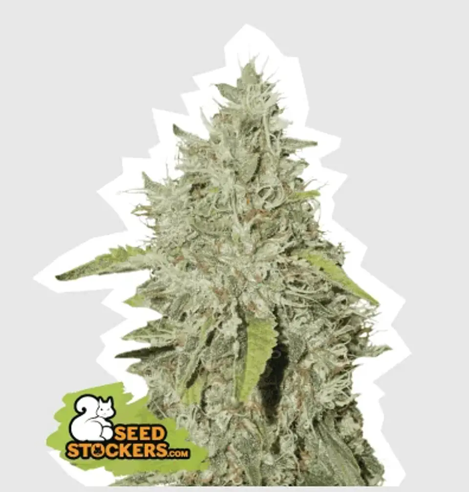 Northern Lights Fem -Seedstockers (X100/X3) 1