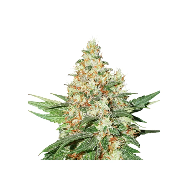 Og Kush  Auto X3-Seedstockers 1