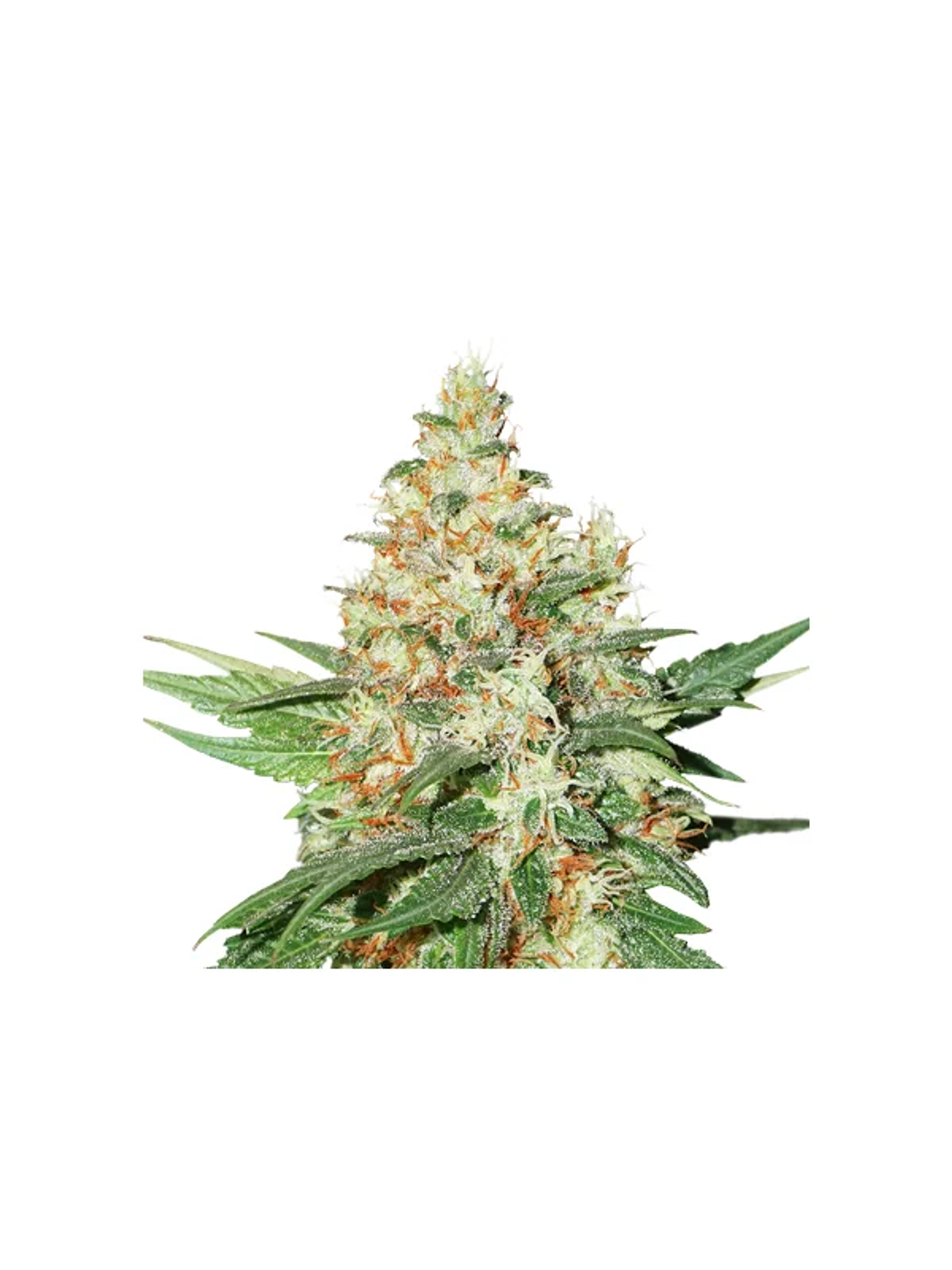 Og Kush  Auto X3-Seedstockers 1