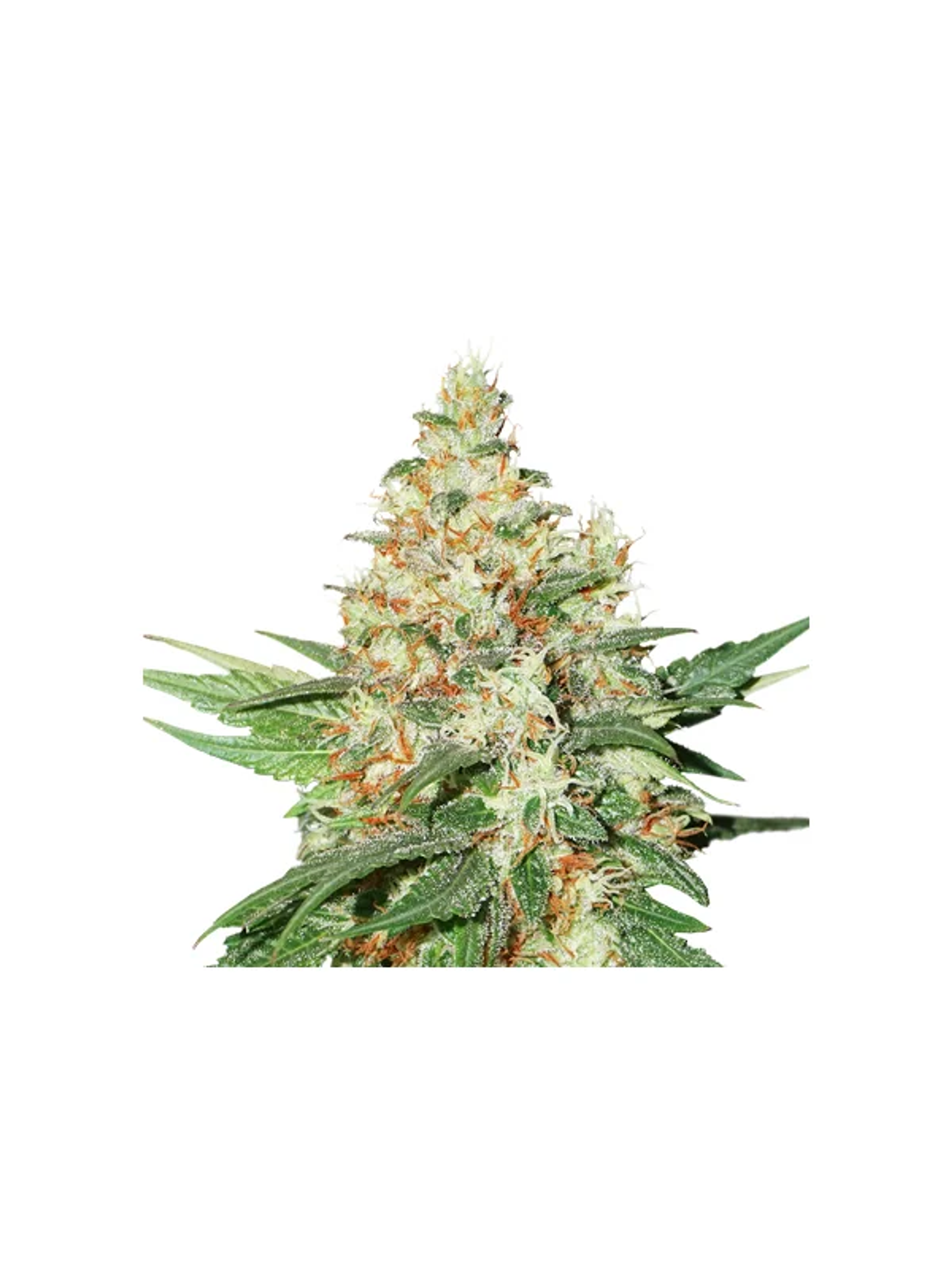 Og Kush  Auto X3-Seedstockers 1