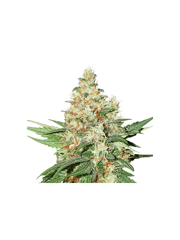 OG KUSH  AUTO X3-SEEDSTOCKERS 1