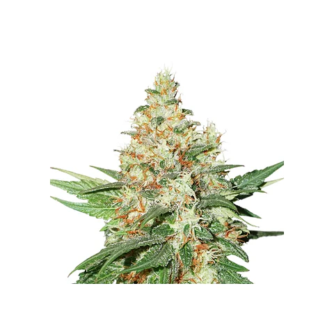 Og Kush  Auto X3-Seedstockers