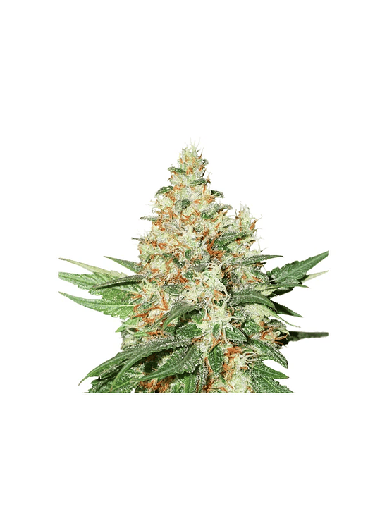 OG KUSH  AUTO X3-SEEDSTOCKERS 1