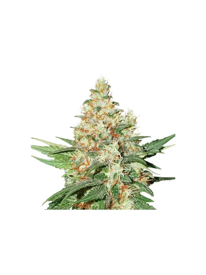 Og Kush  Auto X3-Seedstockers 1