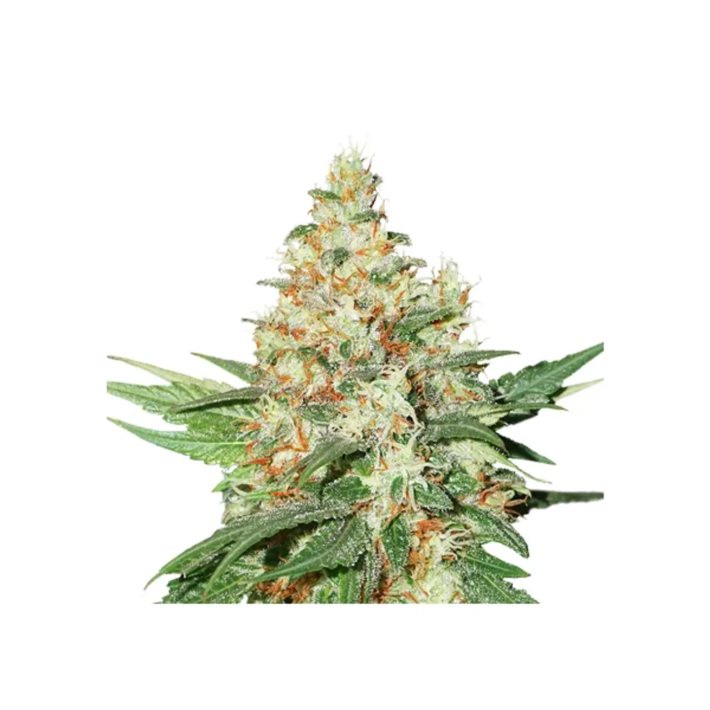 Og Kush  Auto X3-Seedstockers 1