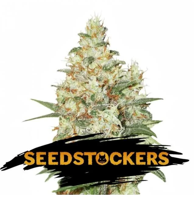 Og Kush  Fem X3-Seedstockers 1