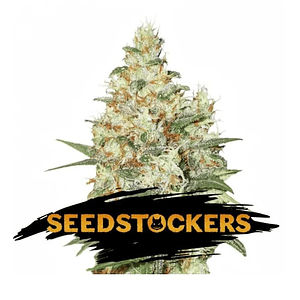 Og Kush  Fem X3-Seedstockers